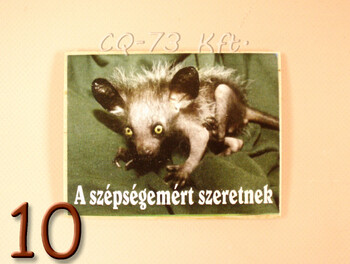 Fa hűtőmágnes vegyes